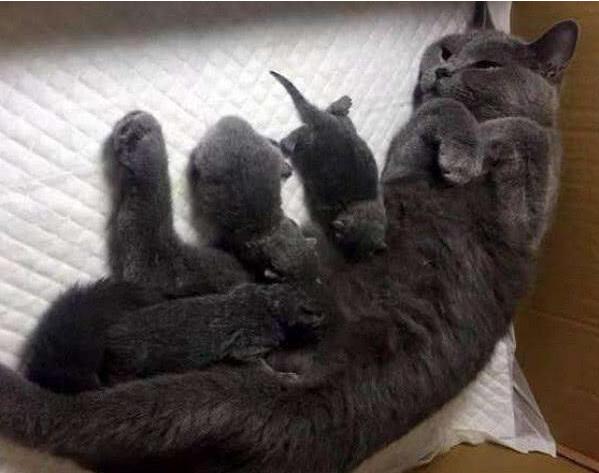 猫刚出生需要准备什么东西吗