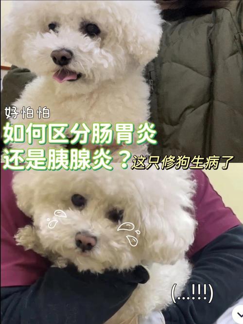狗肠炎不吃东西怎么办