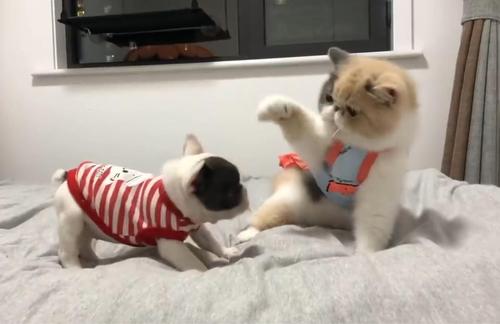 猫像狗一样咬东西怎么办