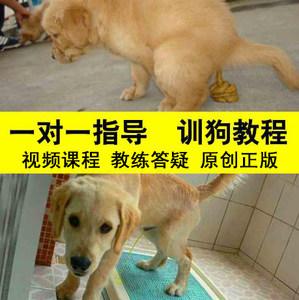 狗狗科目训练视频