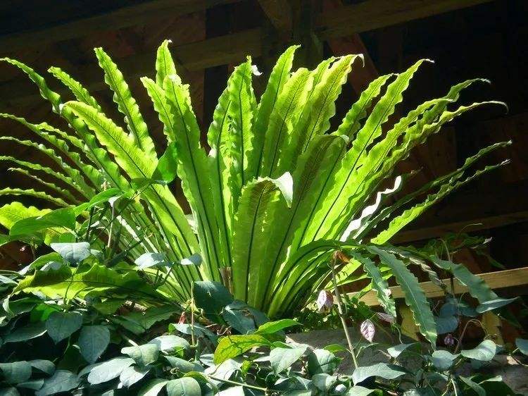 鸟巢蕨种植方法