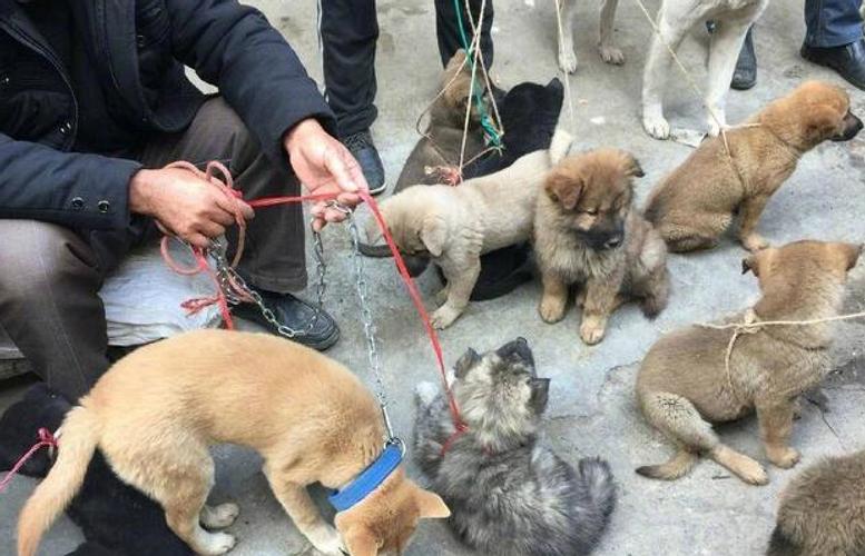 狗市场买狗注意什么东西