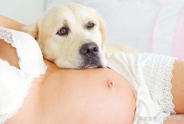 狗狗怀孕后买什么东西吗