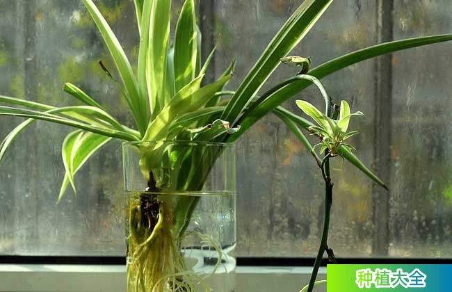 吊兰盆栽种植方法