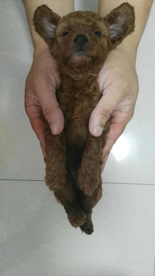 泰迪训练谢谢视频教程