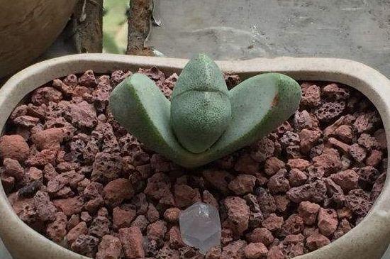 帝玉的栽培养护知识