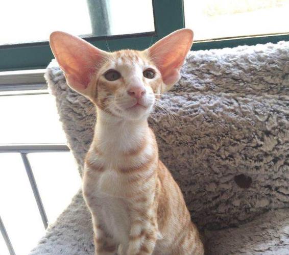 怎么训练短毛猫不咬人