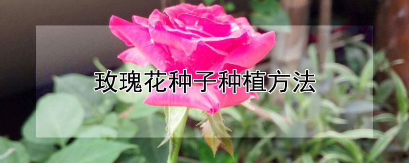 玫瑰花种子怎么栽培