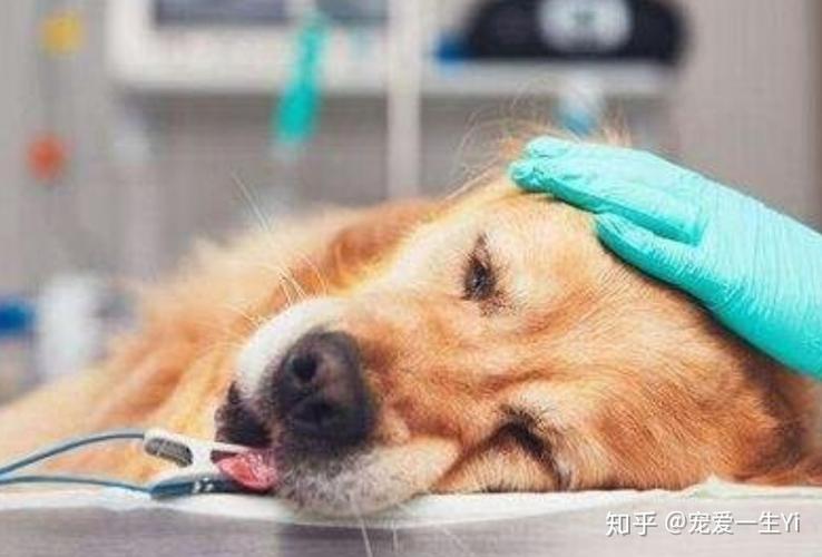 狗发烧拉肚子不吃东西怎么办啊