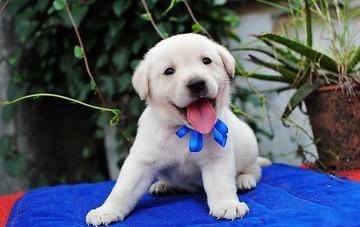 拉布拉多导盲犬训练