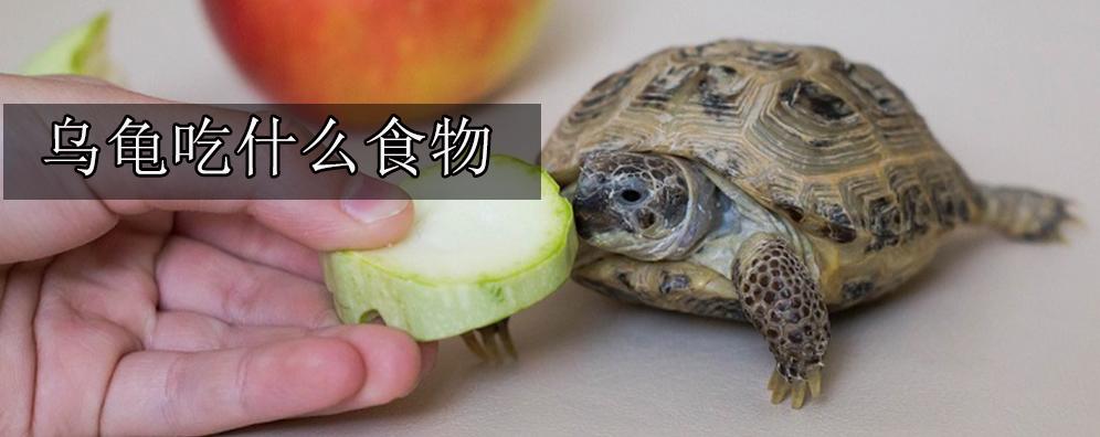 怎么让小龟吃东西怎么办