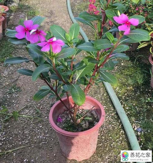 长春花的栽培管理