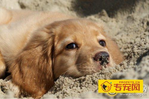 狗怎么老乱吃东西怎么办啊