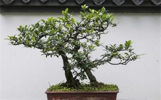 花草的养殖方法