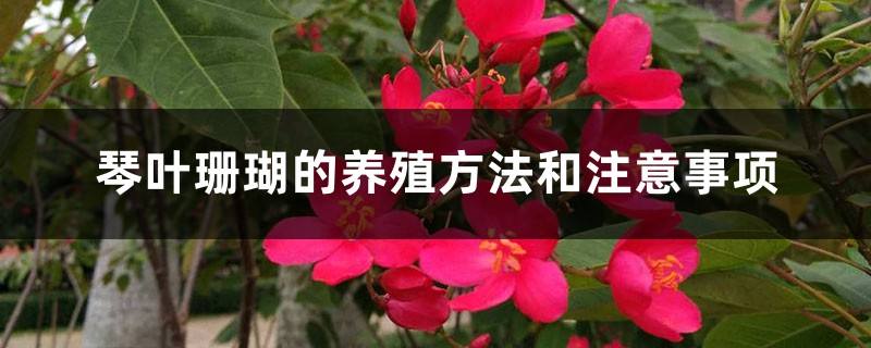 珊瑚注意事项
