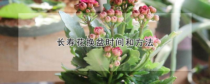 长寿花怎么繁殖方法