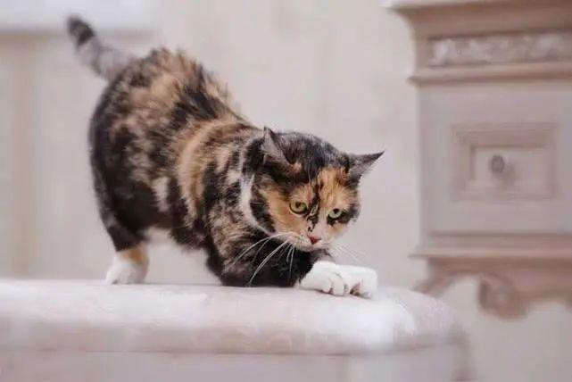 猫乱抓东西怎么办