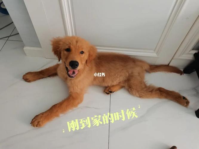 刚到家金毛训练定点