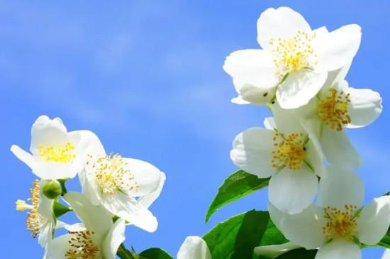 茉莉花栽培与养护