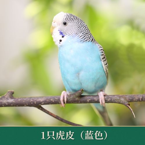 小鹦鹉怎么训练说话