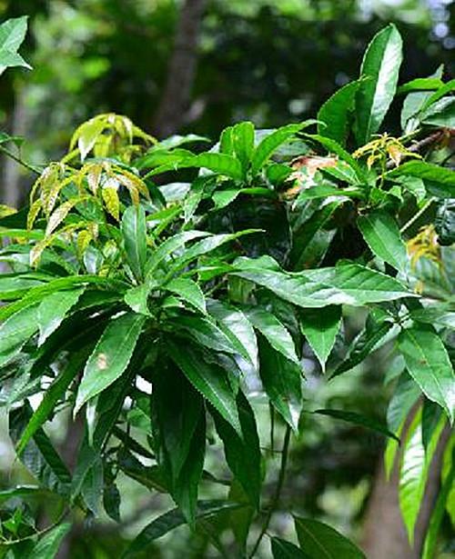 蝴蝶果栽培