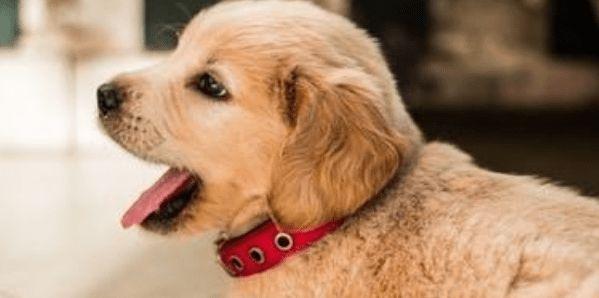 狗吃东西咳嗽怎么办啊