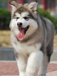 阿拉斯加幼犬一次喂多少东西怎么办