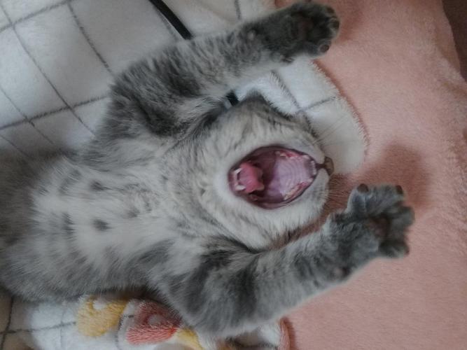 猫嘴巴受伤不吃东西怎么办