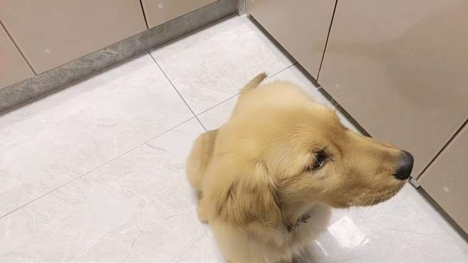 金毛出门乱吃东西