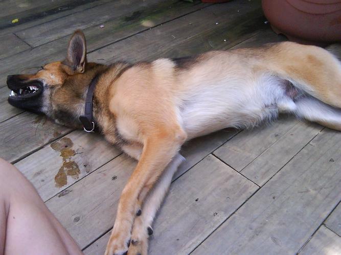 训练狗装死