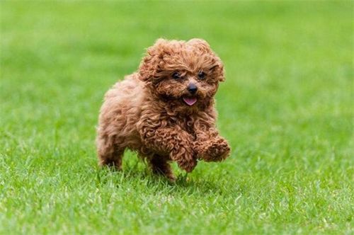 泰迪幼犬吃脏东西是怎么回事