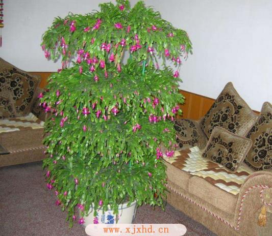 蟹爪的栽培