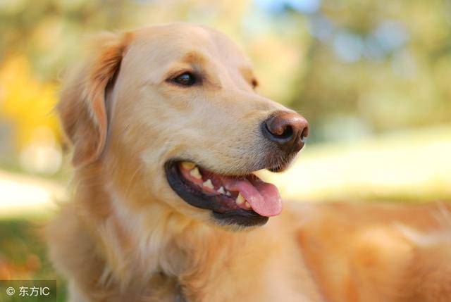 金毛犬有哪些东西不能吃什么药好