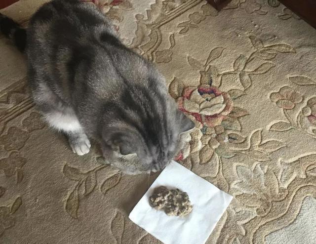 龙猫病了不吃东西怎么办