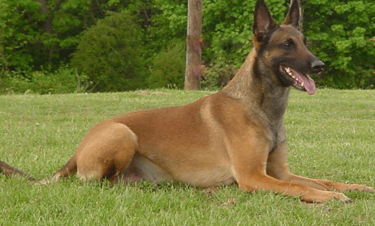 马犬不叫怎样训练叫