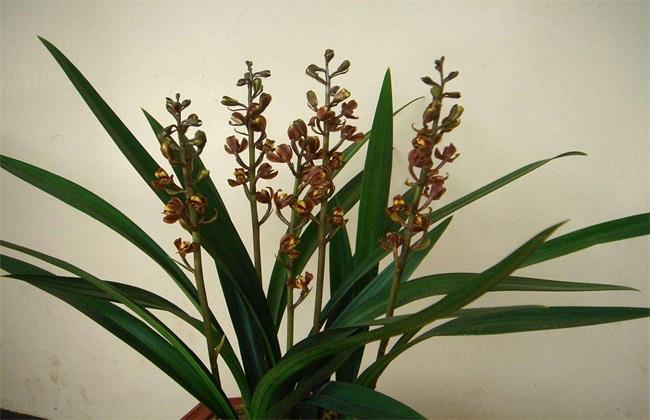 养殖墨兰的植料图片和栽培方法