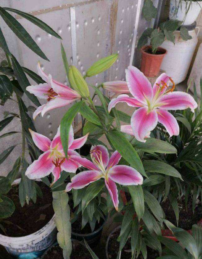 百合球11月种注意事项