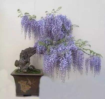 紫藤的养殖方法