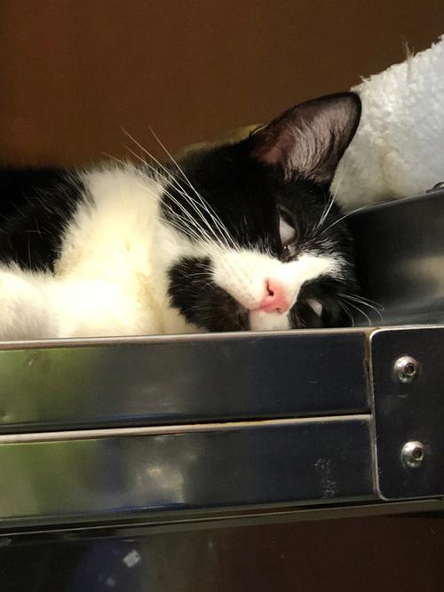 训练猫 到固定地方睡觉