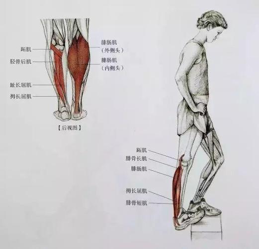 小腿肌肉与运动