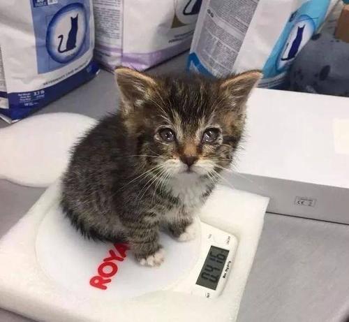 捡到小奶猫没东西喂