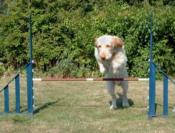 障碍犬训练视频