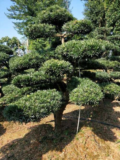 如何栽培罗汉松