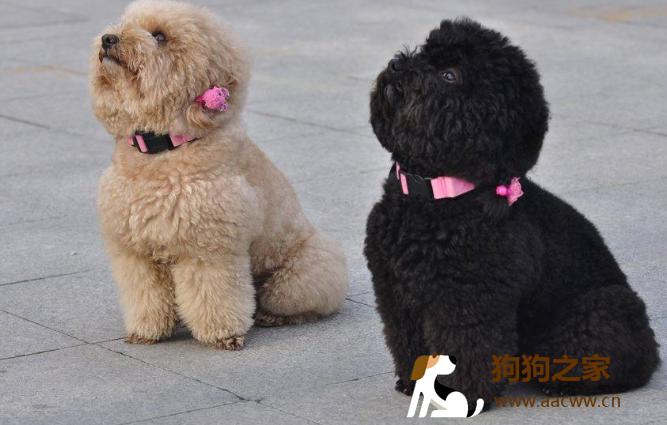 怎么训练2岁泰迪大小便