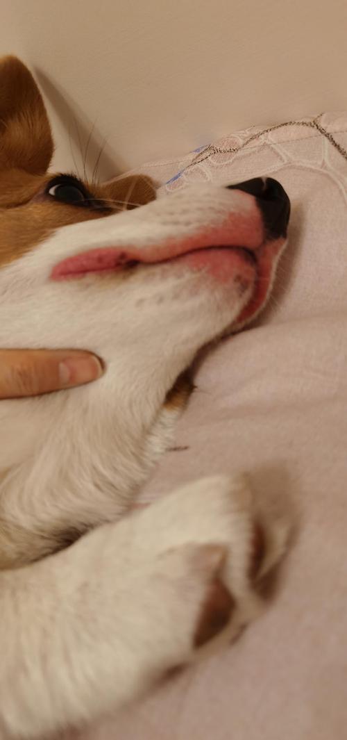 幼犬老是到底咬东西怎么办