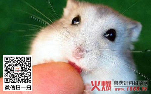 仓鼠断奶需要注意什么东西