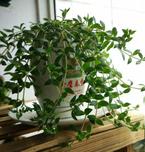 怎样栽培垂盆草