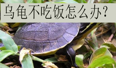 龟不吃东西怎么治疗