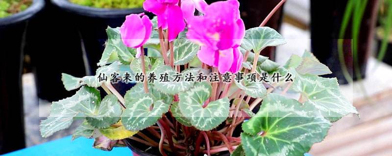 仙克来的养殖方法