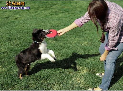 新买的成年犬怎么训练